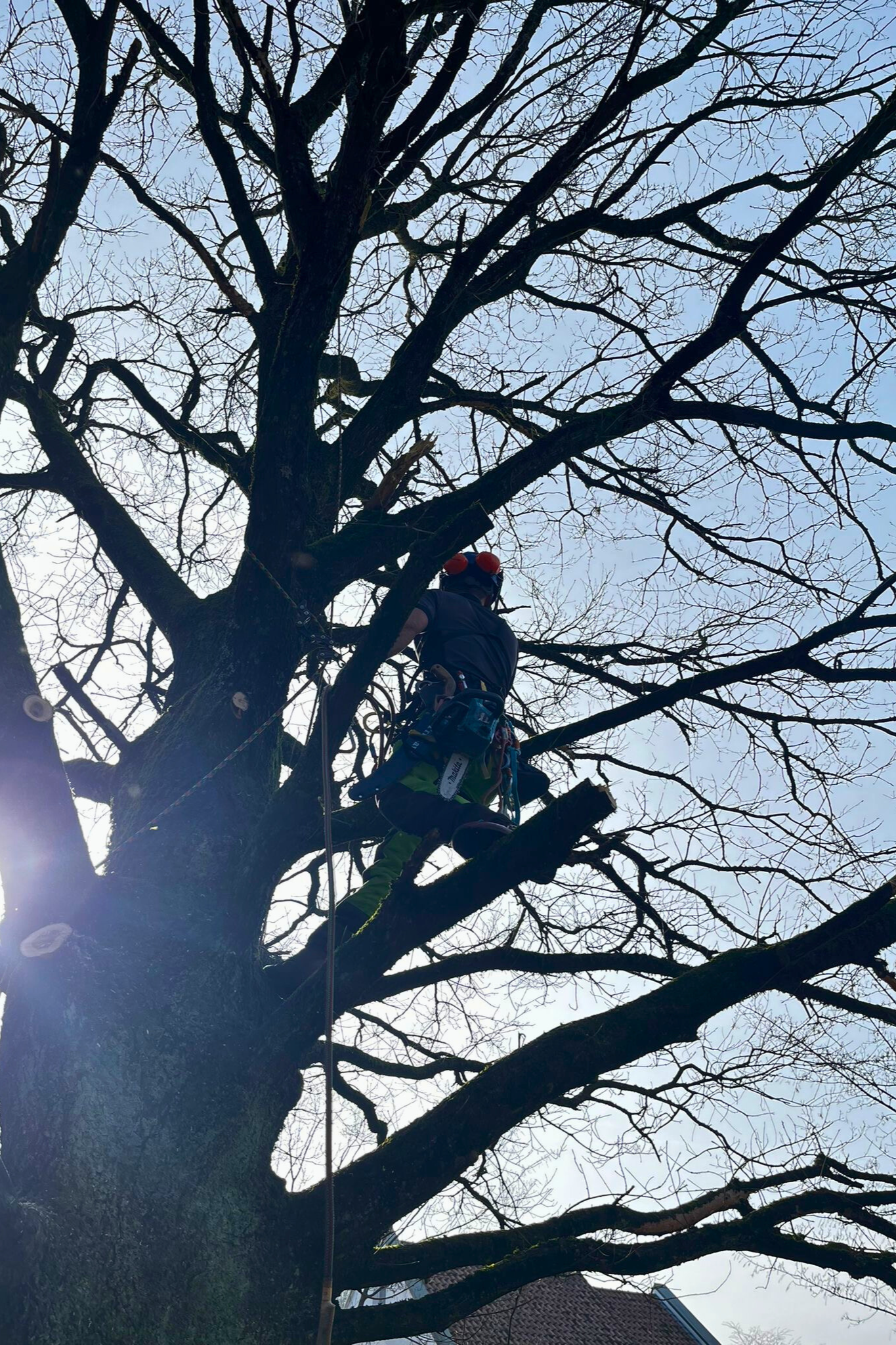 Zertifizierter Seilkletterer bei fachgerechter Kronenpflege nach ZTV-Baumpflege-Richtlinien
