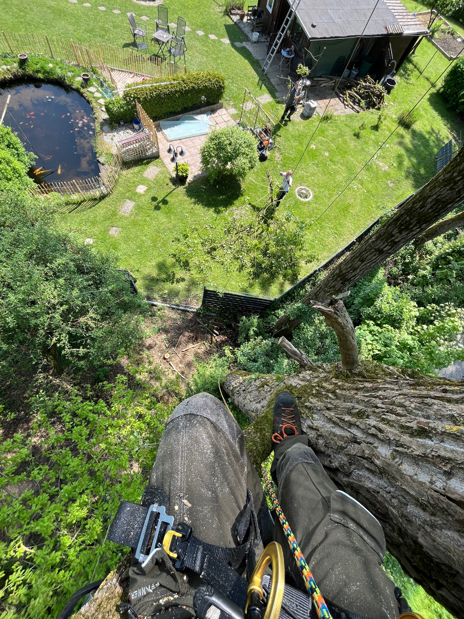 Präziser Rückschnitt einer Pappel im Privatgarten – sichere Baumpflege für Privatkunden